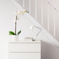 FEJKA - Artificial potted plant, Orchid white, 12 cm - best price from Maltashopper.com 80285909
