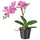 FEJKA artificial potted plant, Orchid lilac, 9 cm