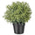 FEJKA artificial potted plant, Rosemary, 9 cm