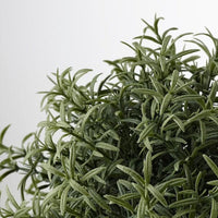 FEJKA - Artificial potted plant, Rosemary, 9 cm - best price from Maltashopper.com 90382113