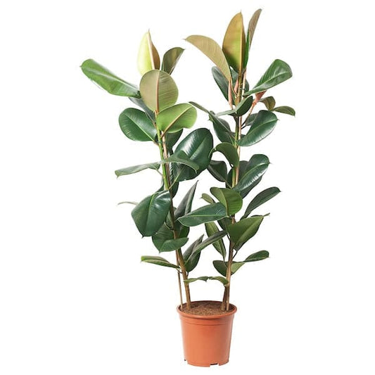 Ikea FICUS ELASTICA ROBUSTA - Potted plant, Rubber plant, 27 cm
