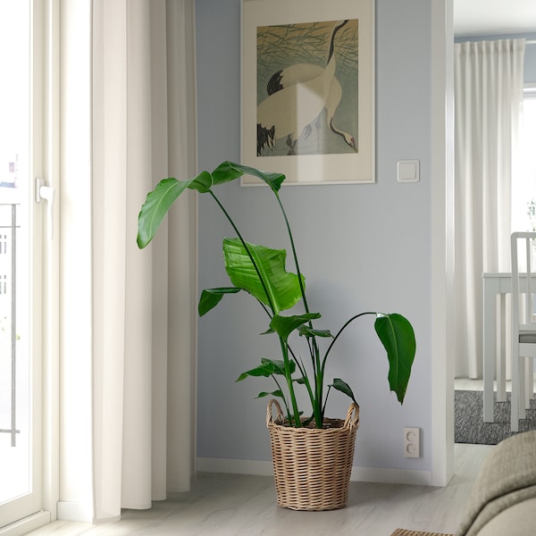 FLODBJÖRK - Planter holder, indoor/outdoor light dove grey,24 cm - best price from Maltashopper.com 20560731