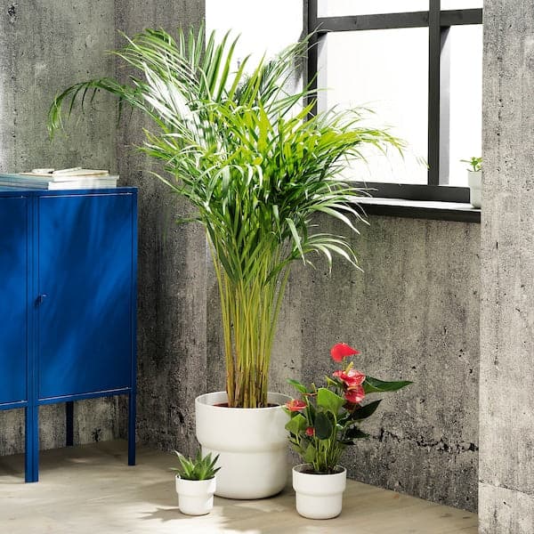 Ikea FÖRENLIG - Plant pot, in/outdoor white, 12 cm