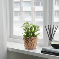 FRIDFULL - Plant pot, water hyacinth, 12 cm - best price from Maltashopper.com 90155870