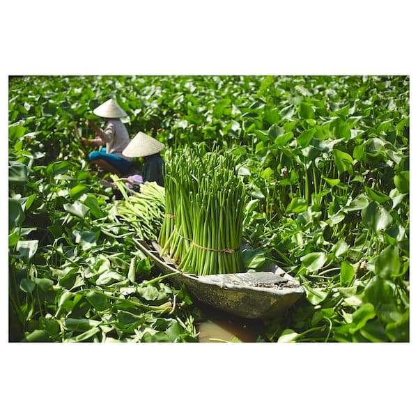 FRIDFULL - Plant pot, water hyacinth, 12 cm - best price from Maltashopper.com 90155870