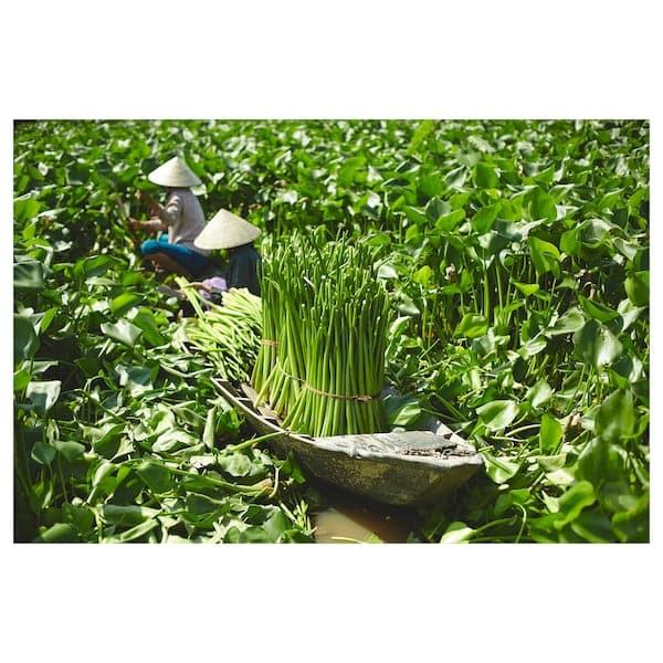 Ikea FRIDFULL - Plant pot, water hyacinth, 12 cm