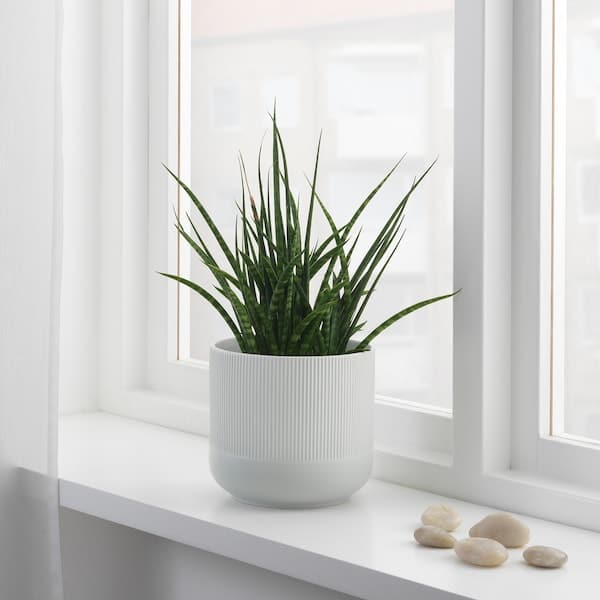 GRADVIS - Plant pot, grey, 15 cm - best price from Maltashopper.com 40414079