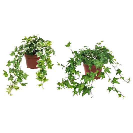 HEDERA HELIX - Potted plant, Ivy, 13 cm - best price from Maltashopper.com 66804047