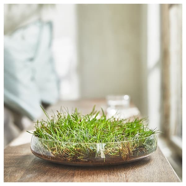 Ikea HEDERSAM - Scented candle in glass, Fresh grass/light green, 40 hr