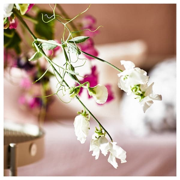 JÄMNMOD - Scented tealight, Sweet pea/purple, 3.5 hr - best price from Maltashopper.com 20502473