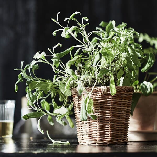 Ikea KAKTUSFIKON - Plant pot, rattan, 12 cm