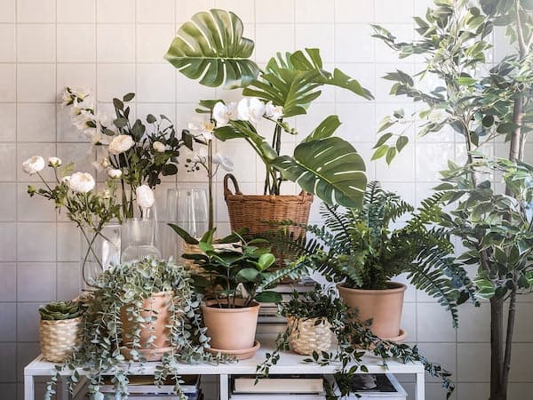 Ikea KAKTUSFIKON - Plant pot, rattan, 24 cm