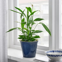 KAMOMILL Planter - indoor/outdoor blue 15 cm - best price from Maltashopper.com 80485220