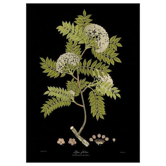 Ikea KATEBO - Poster , 50x70 cm