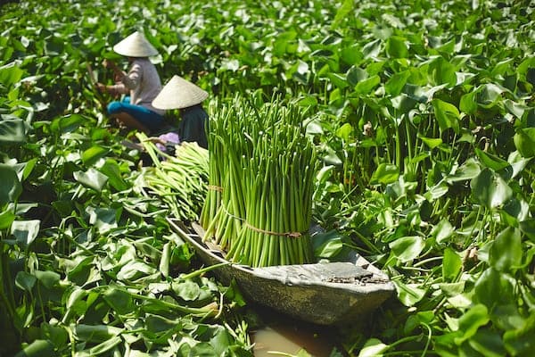 Ikea LABBSAL - Basket, handmade water hyacinth, 32x34x32 cm