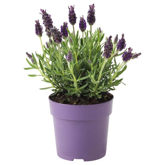 LAVANDULA - Potted plant, Lavender, 12 cm - best price from Maltashopper.com 30315409