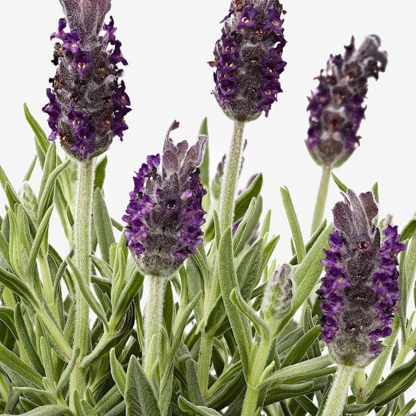 LAVANDULA - Potted plant, Lavender, 12 cm - best price from Maltashopper.com 30315409