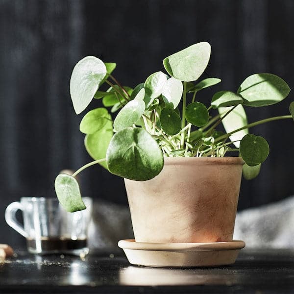 MUSKOTBLOMMA - Plant pot with saucer, in/outdoor terracotta, 12 cm - best price from Maltashopper.com 00454883