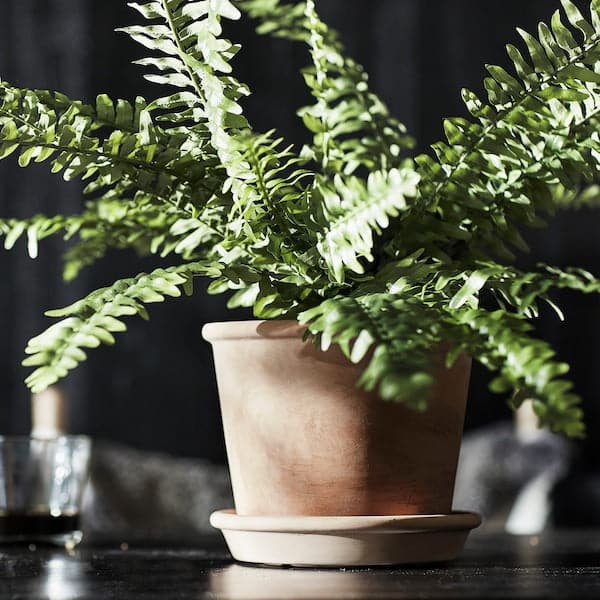 MUSKOTBLOMMA - Plant pot with saucer, in/outdoor terracotta, 15 cm - best price from Maltashopper.com 30454891