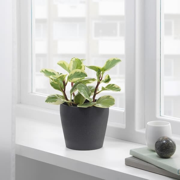 PERSILLADE - Plant pot, dark grey, 12 cm - best price from Maltashopper.com 00315726