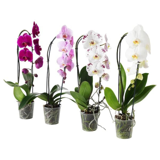 PHALAENOPSIS - Potted plant, Orchid/cascade 1 stem, 12 cm - best price from Maltashopper.com 80329164