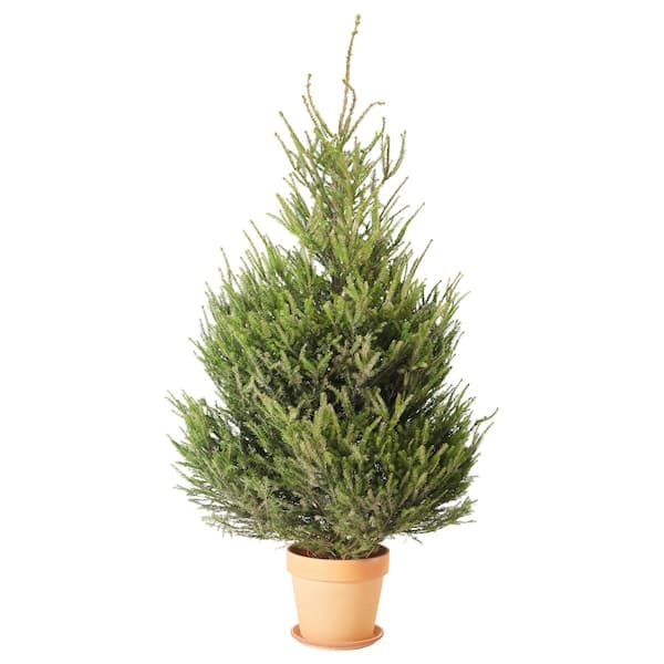 PICEA - natural Christmas tree, various species, 140 cm - best price from Maltashopper.com 70036864