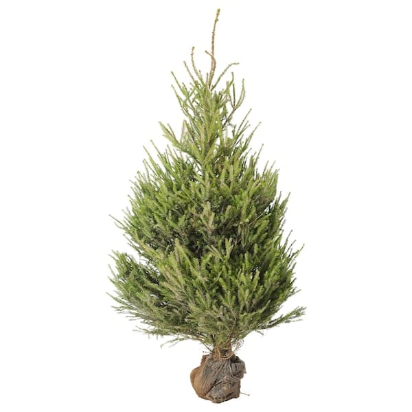 PICEA - natural Christmas tree, various species, 140 cm - best price from Maltashopper.com 70036864