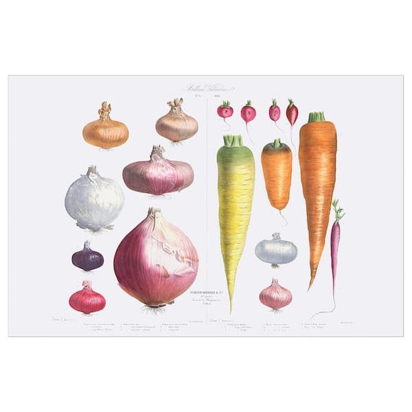 PJÄTTERYD - Picture, Onions, radishes and carrots, 118x78 cm - best price from Maltashopper.com 90560054