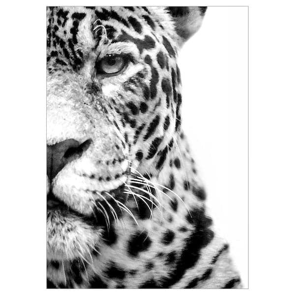 PJÄTTERYD - Canvas, under the spotlight, 50x70 cm , 50x70 cm - best price from Maltashopper.com 90519446