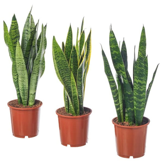 SANSEVIERIA TRIFASCIATA - Potted plant, Mother-in-law's tongue, 14 cm - best price from Maltashopper.com 00421029