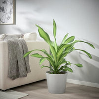 SKOGSVINBÄR - Plant pot, in/outdoor grey, 24 cm - best price from Maltashopper.com 00510836