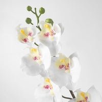 SMYCKA - Artificial flower, Orchid/white, 60 cm - best price from Maltashopper.com 80333585