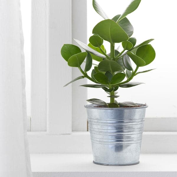 SOCKER - Plant pot, in/outdoor/galvanised