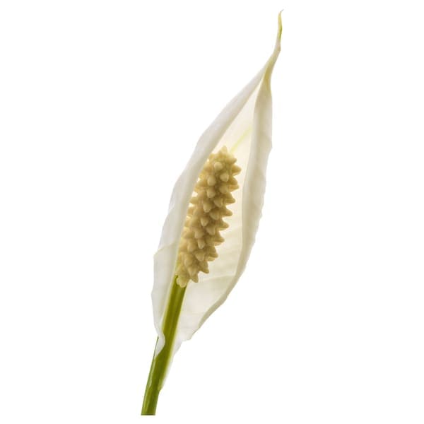 Ikea SPATHIPHYLLUM - Potted plant, Peace lily, 17 cm