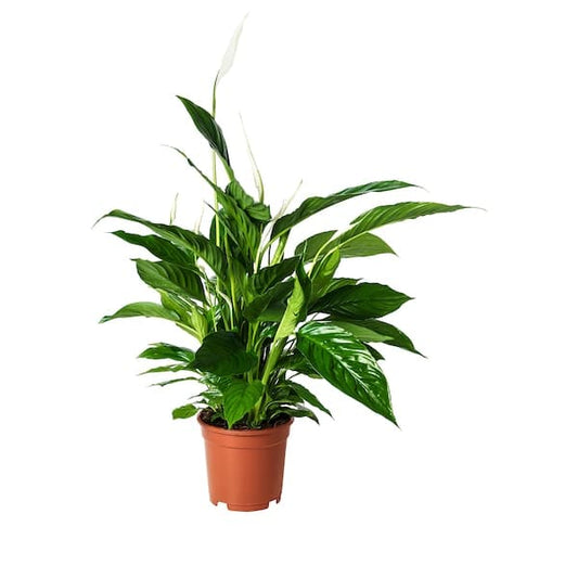 Ikea SPATHIPHYLLUM - Potted plant, Peace lily, 17 cm
