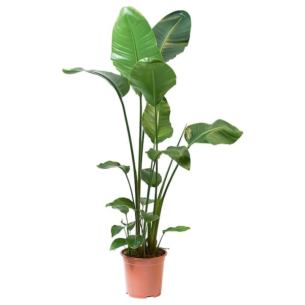STRELITZIA - Potted plant, Bird of paradise, 27 cm - best price from Maltashopper.com 20466253