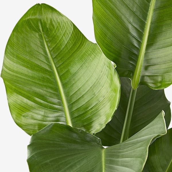 STRELITZIA - Potted plant, Bird of paradise, 27 cm - best price from Maltashopper.com 20466253