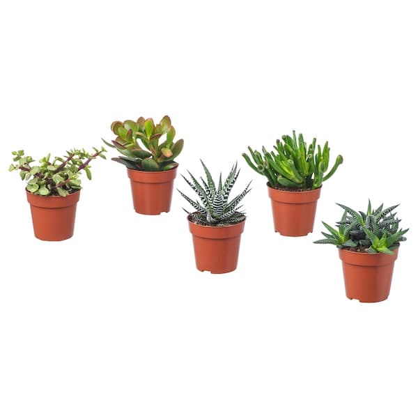 SUCCULENT - Potted plant, assorted/Succulent, 9 cm - best price from Maltashopper.com 10311006