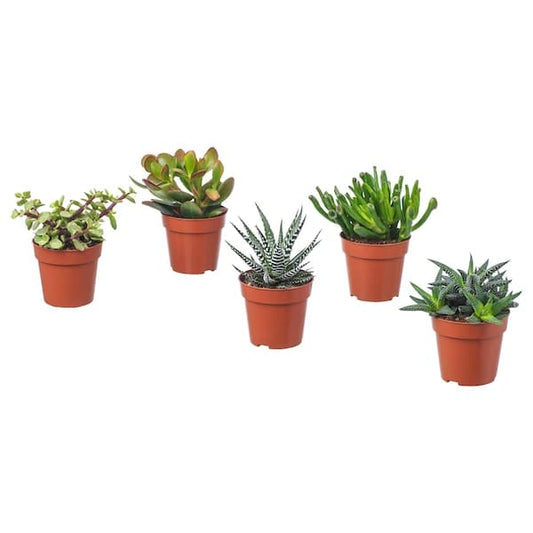 SUCCULENT - Potted plant, assorted/Succulent, 9 cm - best price from Maltashopper.com 10311006