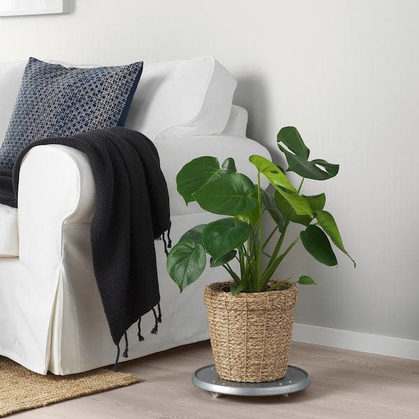 Ikea VALLMOFRÖN - Planter, herbaceous plant, 19 cm
