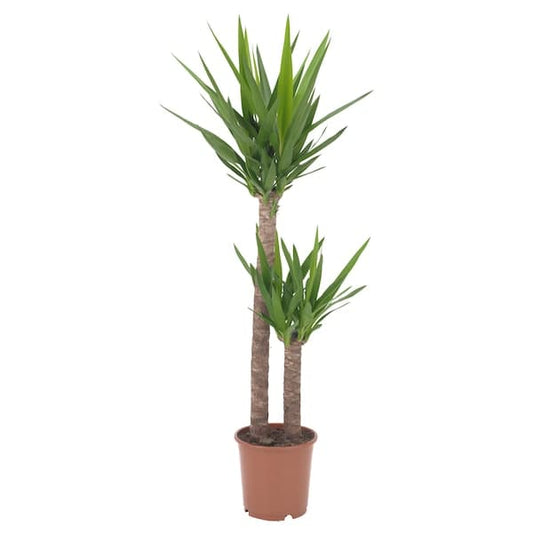 Ikea YUCCA ELEPHANTIPES - Potted plant, Spineless yucca/2-stem, 24 cm